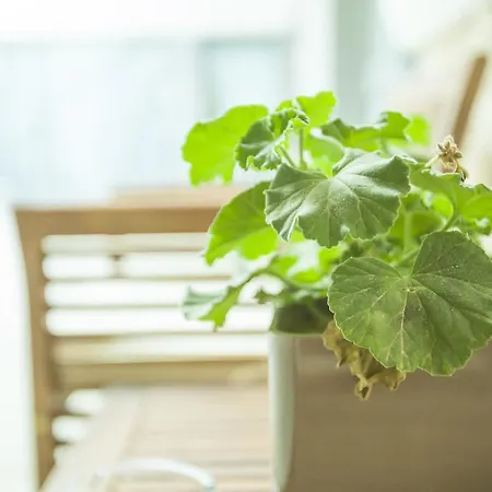 St. Lazaros Λάρνακα